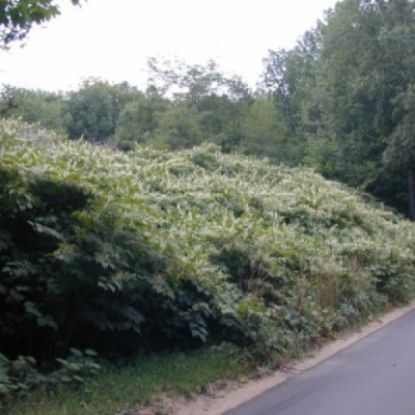 Picture of B - Right-of-way & Commercial Weed and Brush Control