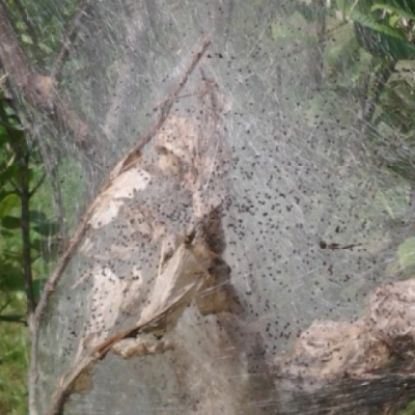 Picture of C1 - Forest Pest Control & Timber Treatment