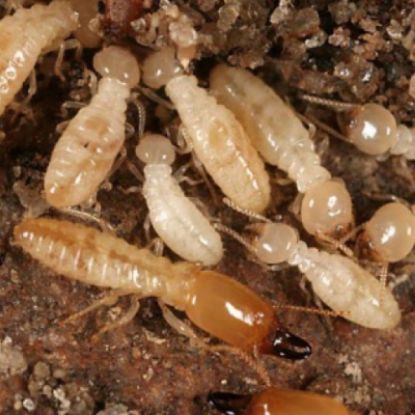 Picture of F3 - Termites & Other Wood-Destroying Insects