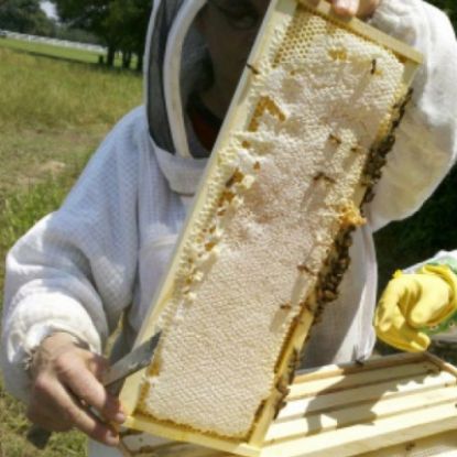 Picture of Beekeeper
