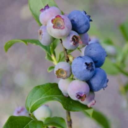 Picture of Small Fruits - Highbush Blueberry