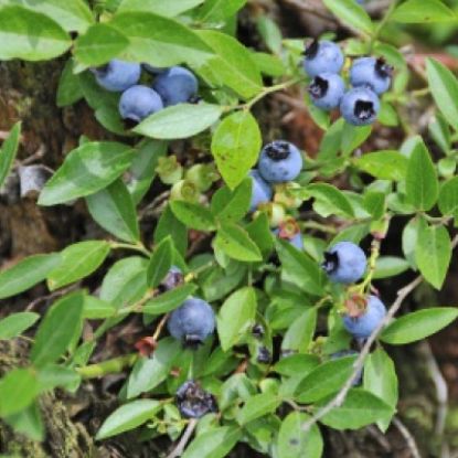 Picture of Small Fruits - Lowbush Blueberry