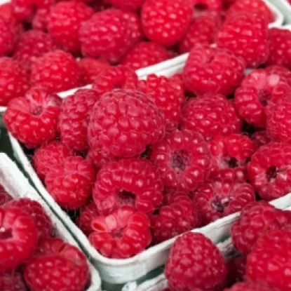 Picture of Small Fruits - Raspberry