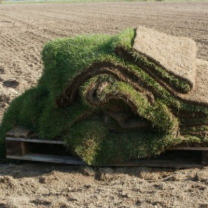 Picture of Sod
