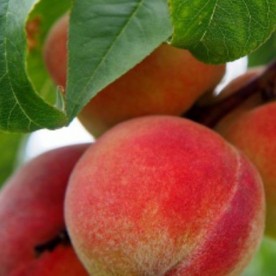 Picture of Tree Fruits - Mixed Tree Fruit