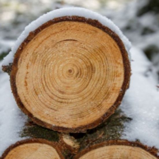 Picture of Good Forestry in the Granite State: Recommended Voluntary Forest Mgt. Practice in NH