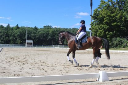 Picture of School in the Dressage or Jump Arenas