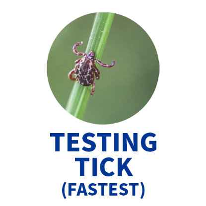 Picture of Testing Tick (Fastest)